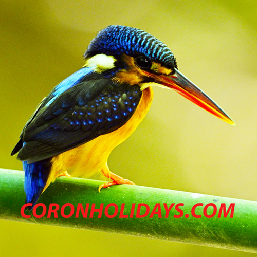 Coron Birding